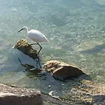 Olivenblatt 4 *