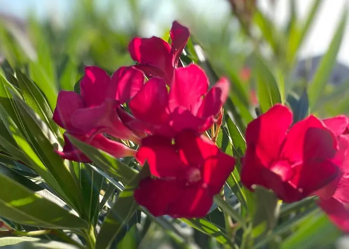 Apartment Olivenblatt 4 Bardolino